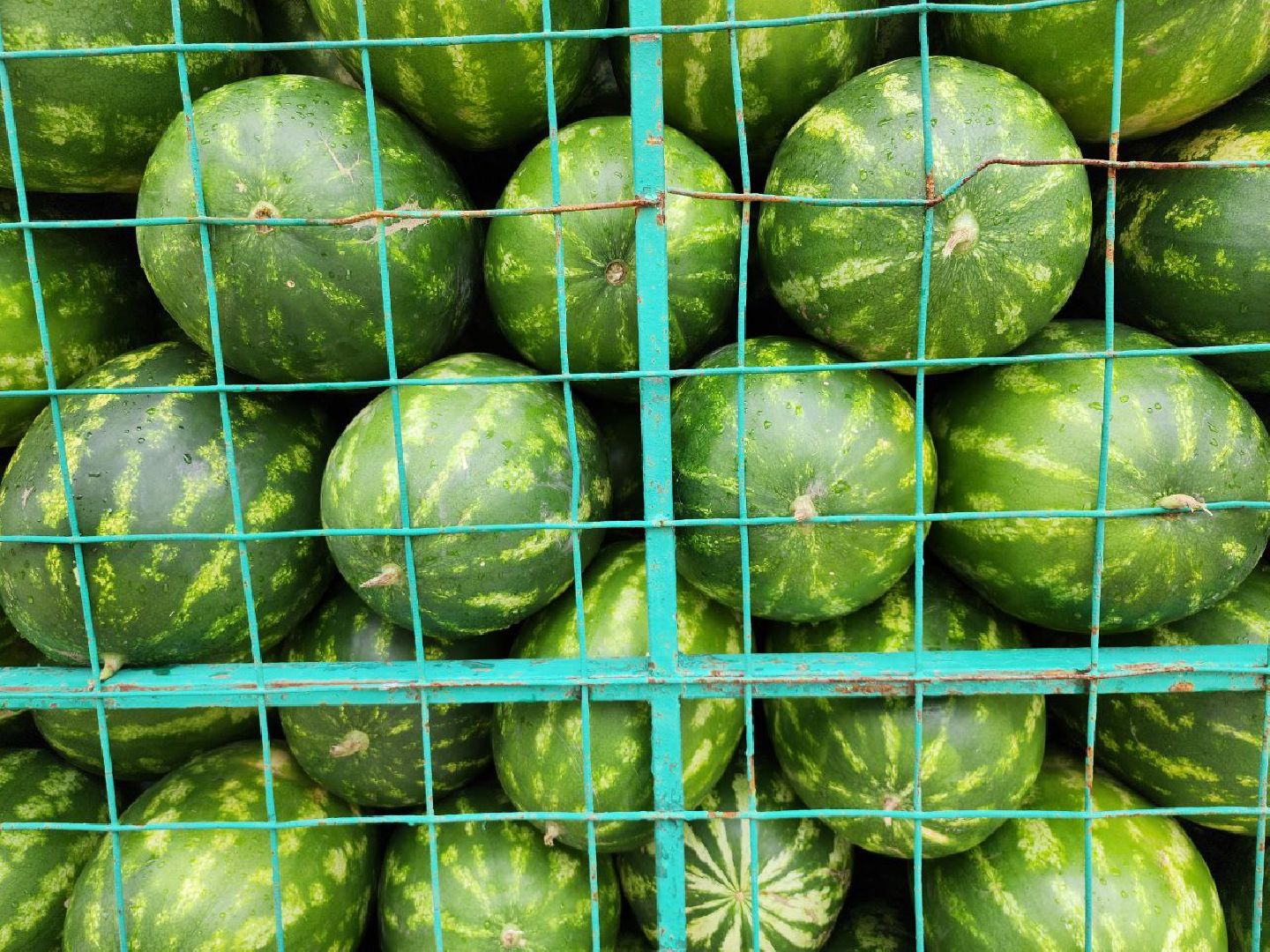 продажа бахчевых, сезон арбузов, дыни и арбузы, торговля в ленинском округе, ленинский округ,