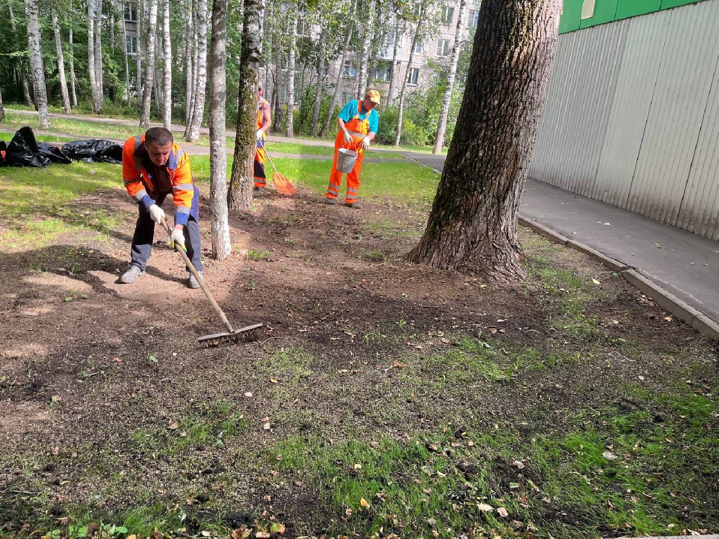 пушкино, благоустройство, газон, семена, коммунальная служба, рабочие,