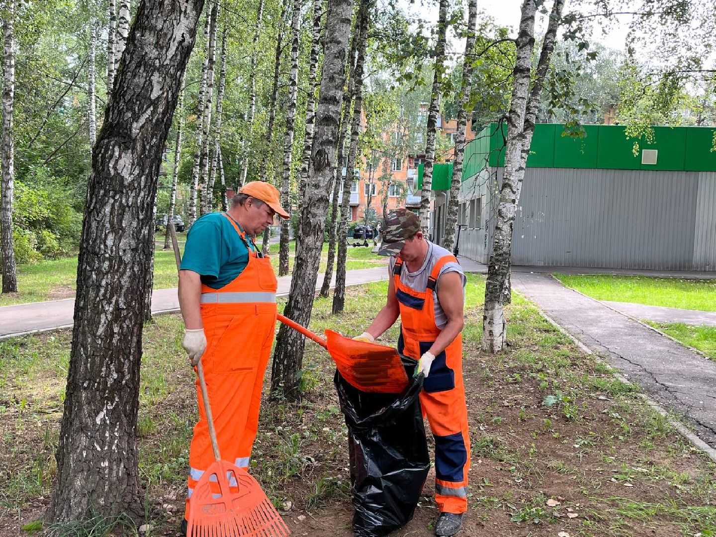 пушкино, благоустройство, газон, семена, коммунальная служба, рабочие,