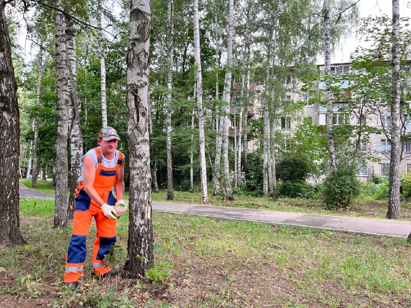 пушкино, благоустройство, газон, семена, коммунальная служба, рабочие,