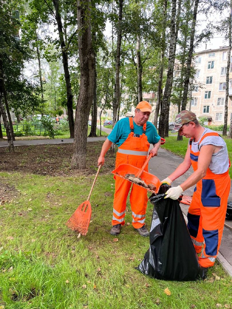 пушкино, благоустройство, газон, семена, коммунальная служба, рабочие,