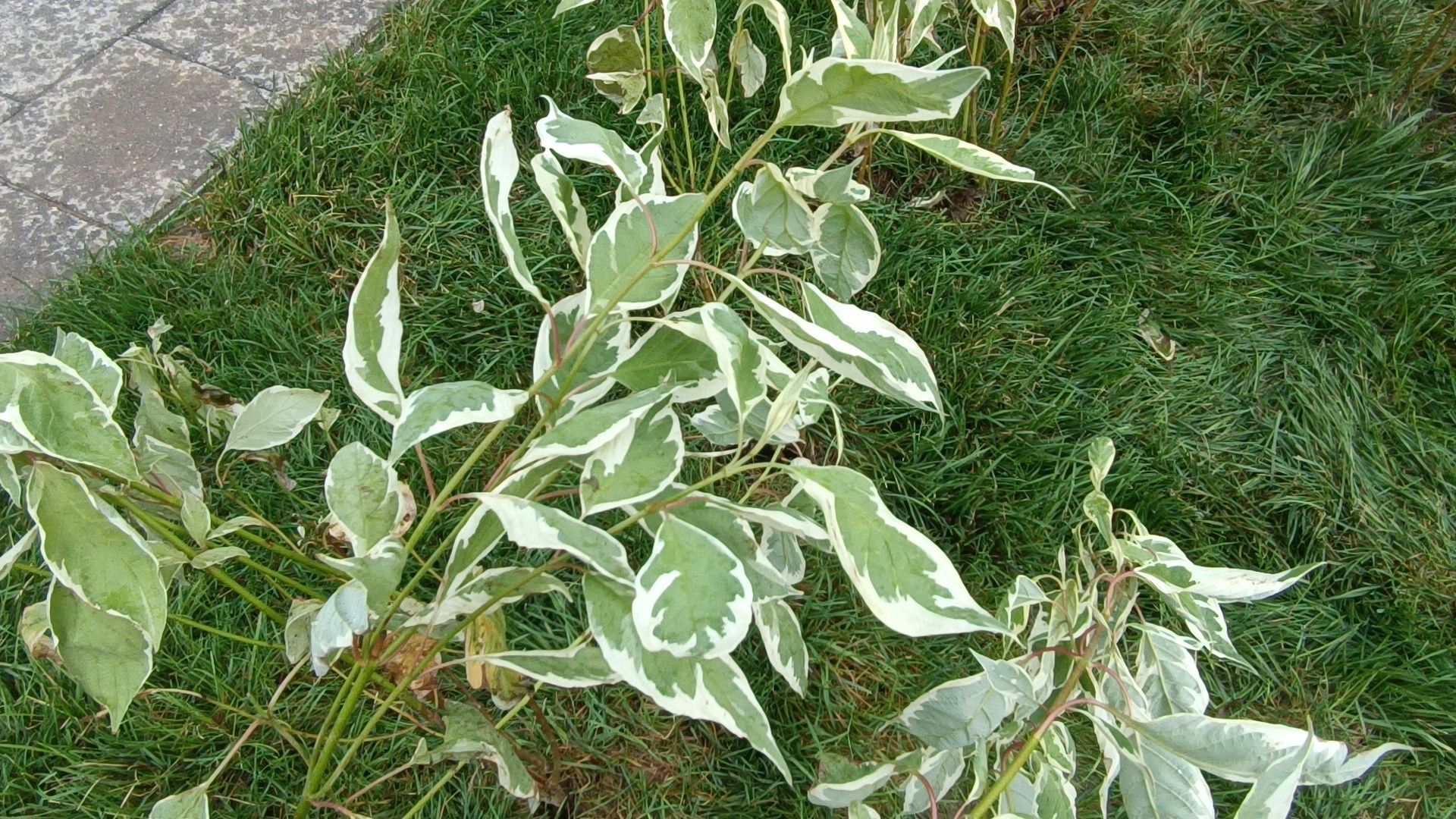 парк, благоустройство, лобня, озеленение,