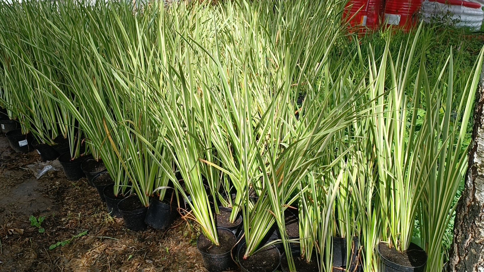 парк, благоустройство, лобня, озеленение,