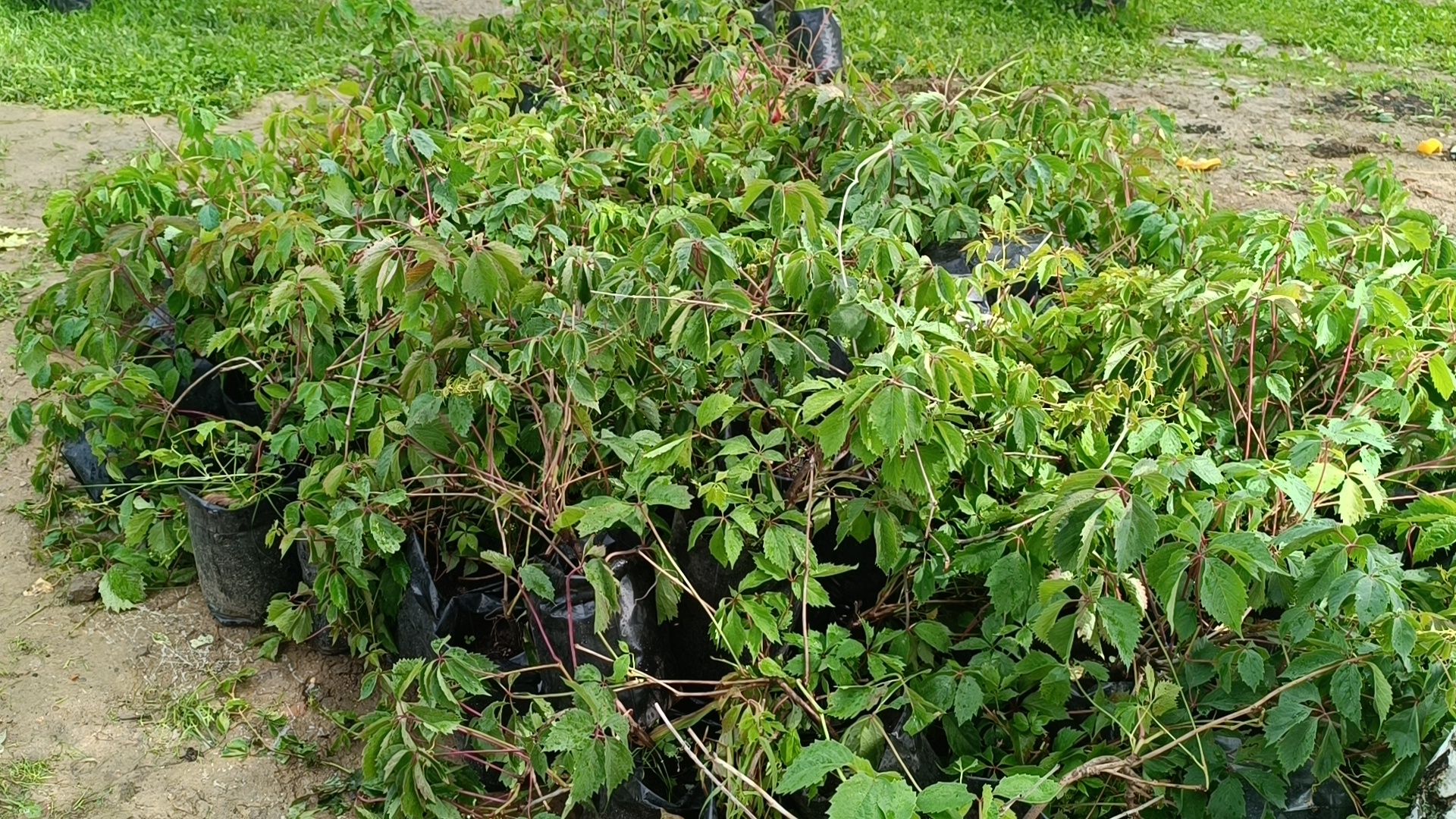 парк, благоустройство, лобня, озеленение,