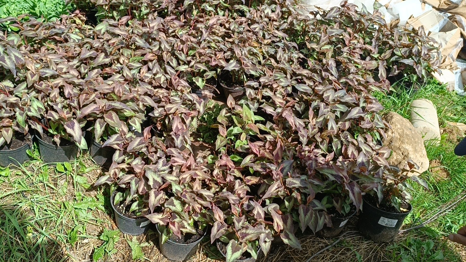 парк, благоустройство, лобня, озеленение,