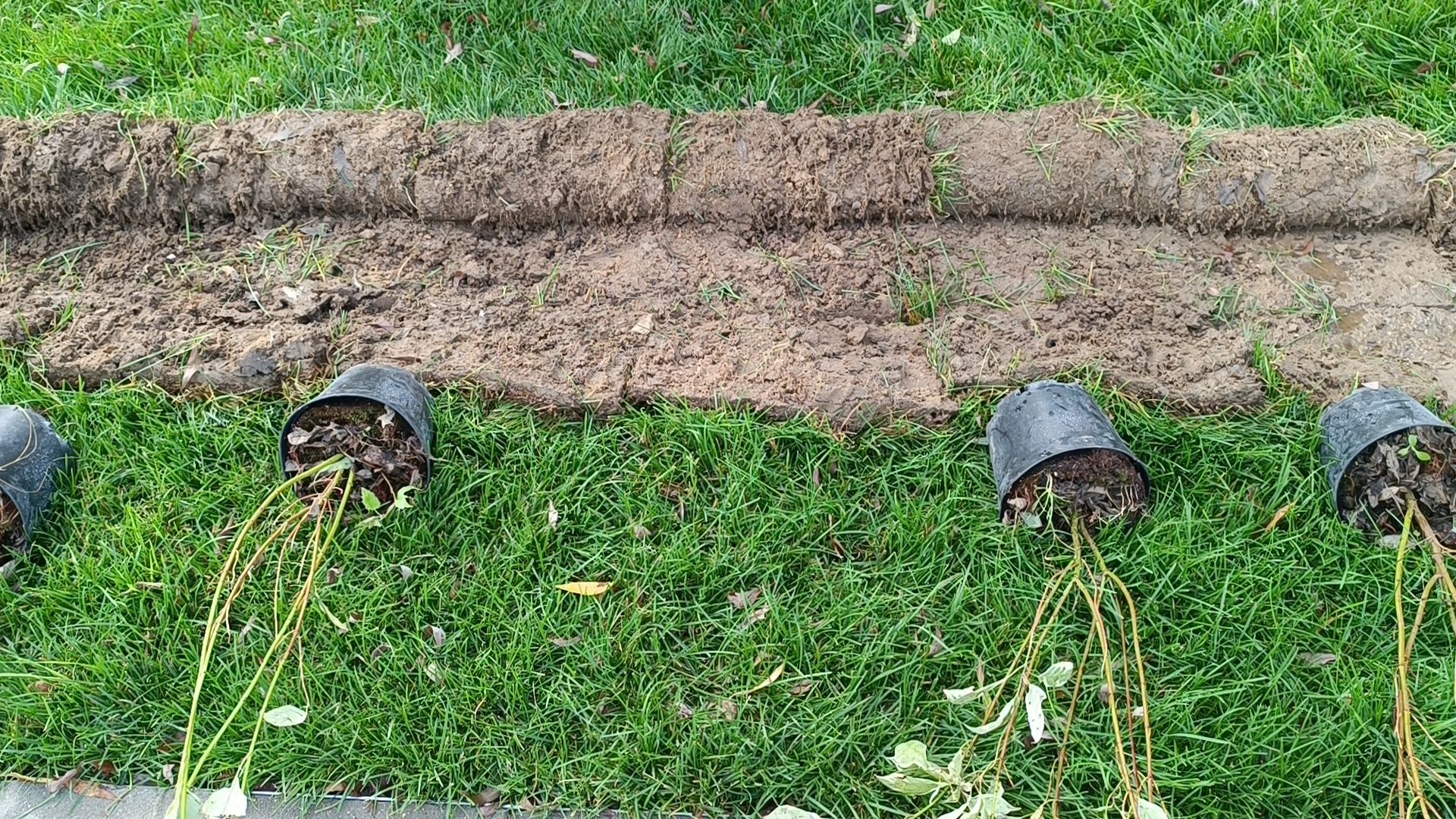 парк, благоустройство, лобня, озеленение,