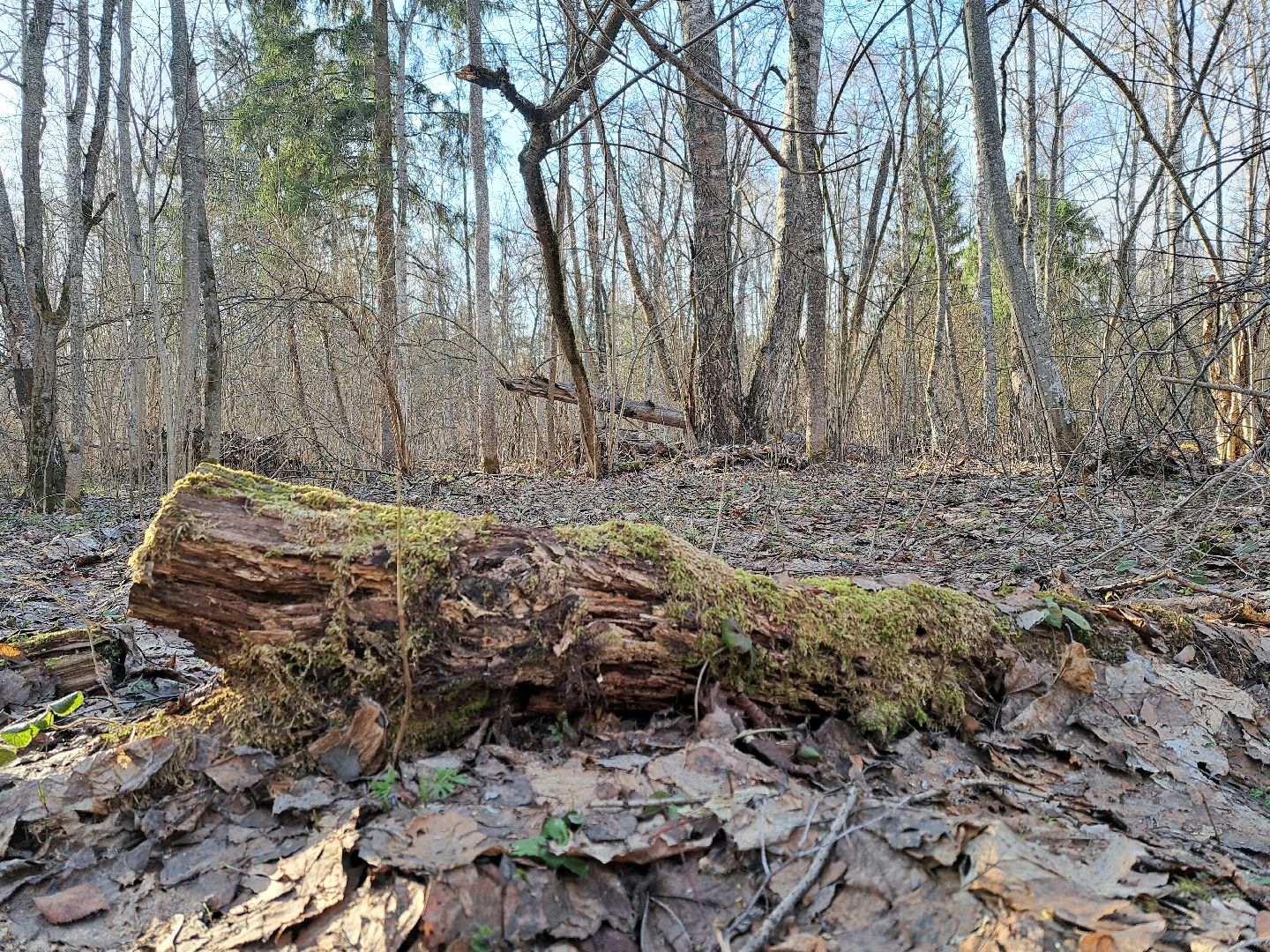 Березовый сок, Лес, Природа, Березы