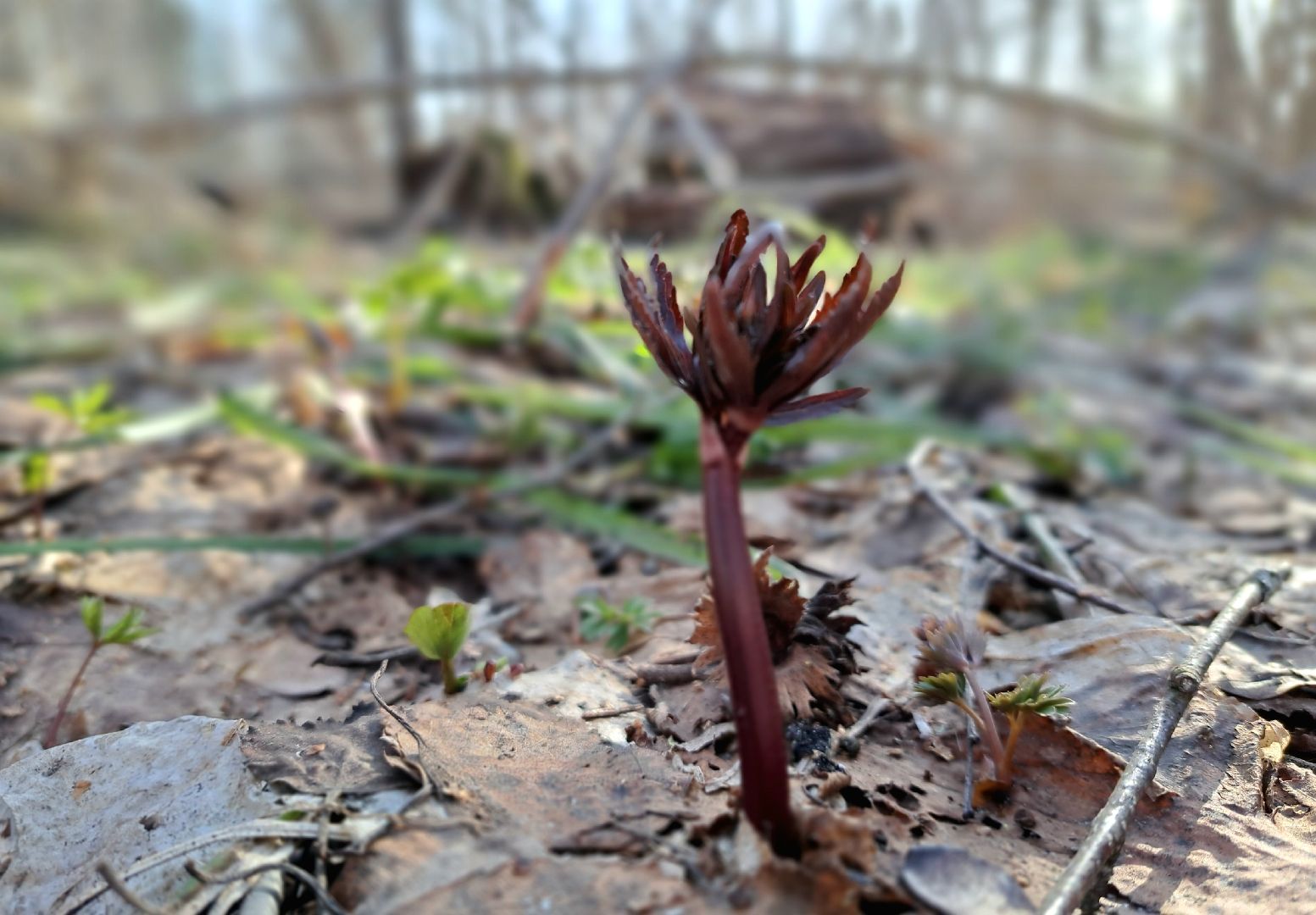 Березовый сок, Лес, Природа, Березы