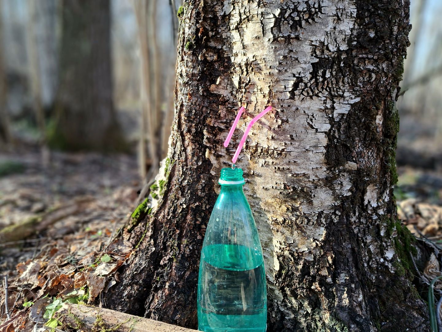 Березовый сок, Лес, Природа, Березы