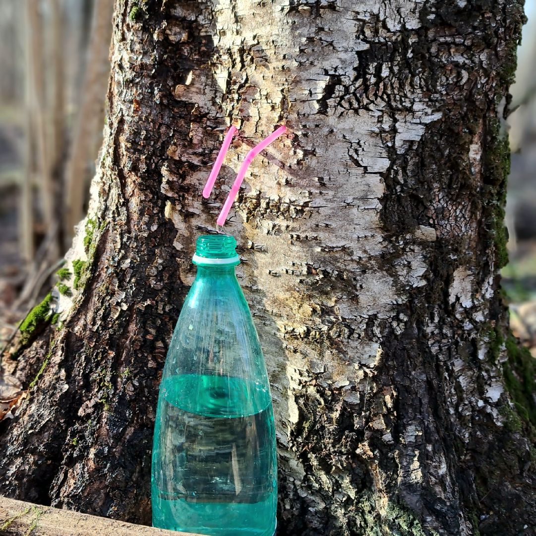 Березовый сок, Лес, Природа, Березы