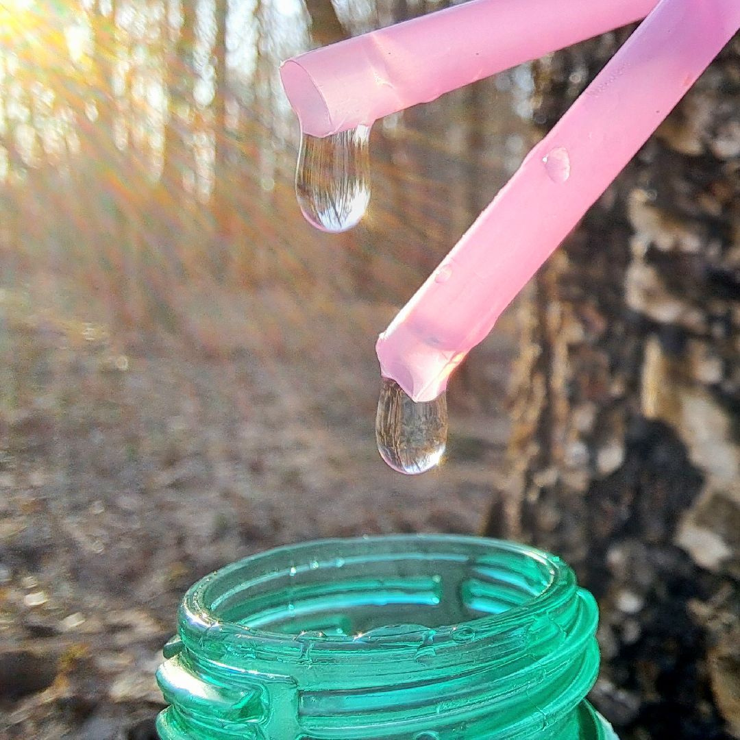 Березовый сок, Лес, Природа, Березы