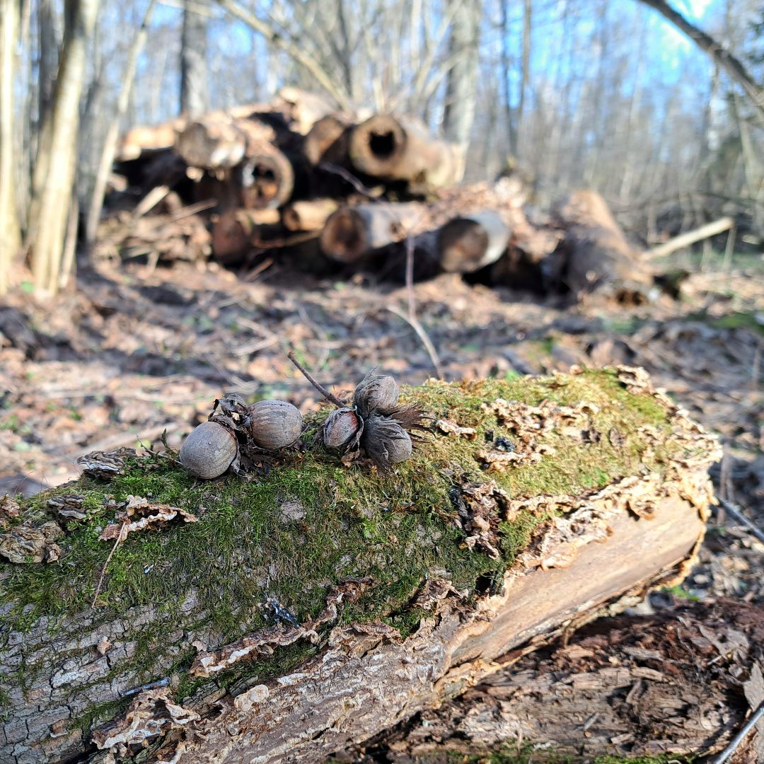 Березовый сок, Лес, Природа, Березы