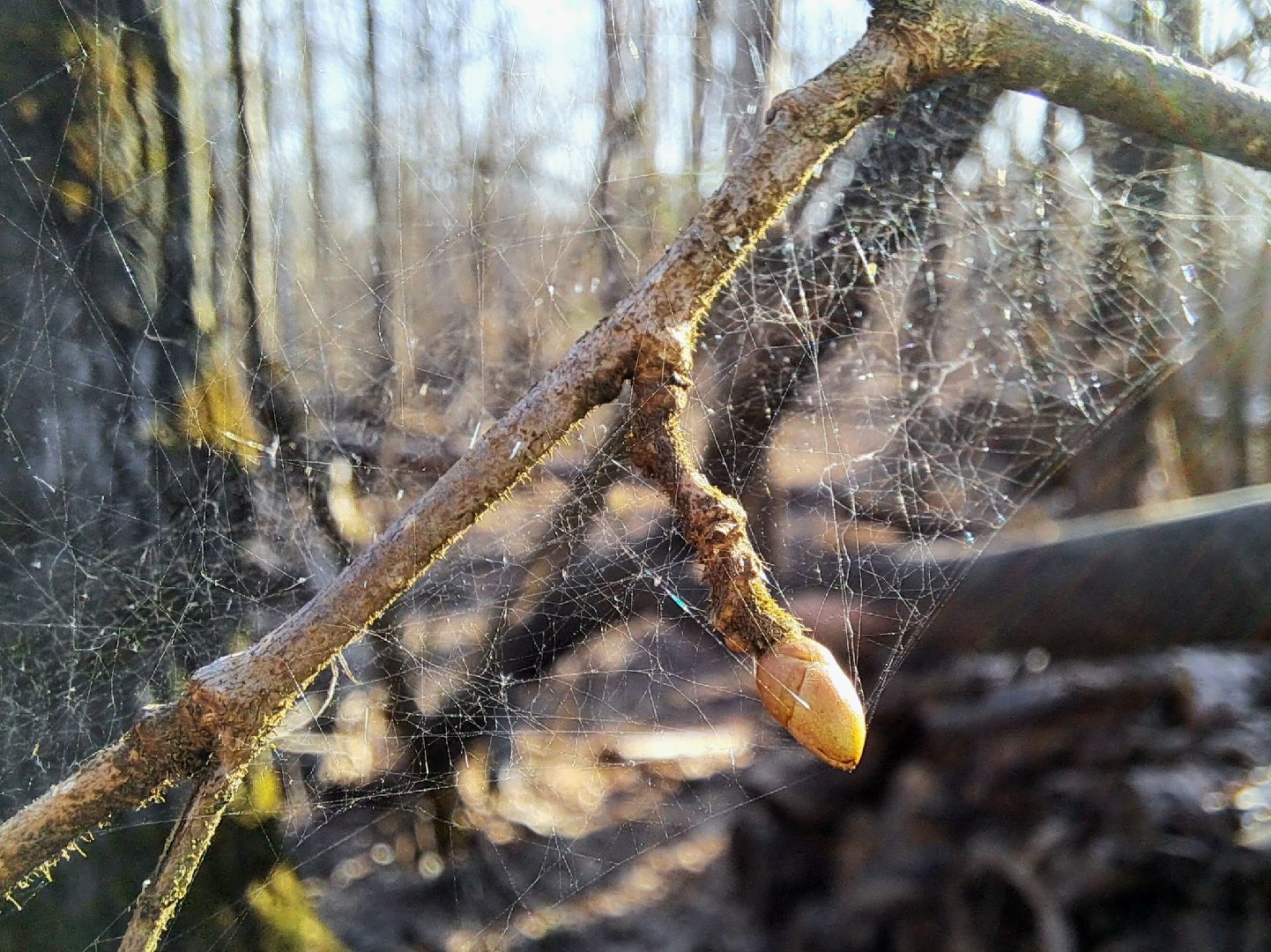Березовый сок, Лес, Природа, Березы