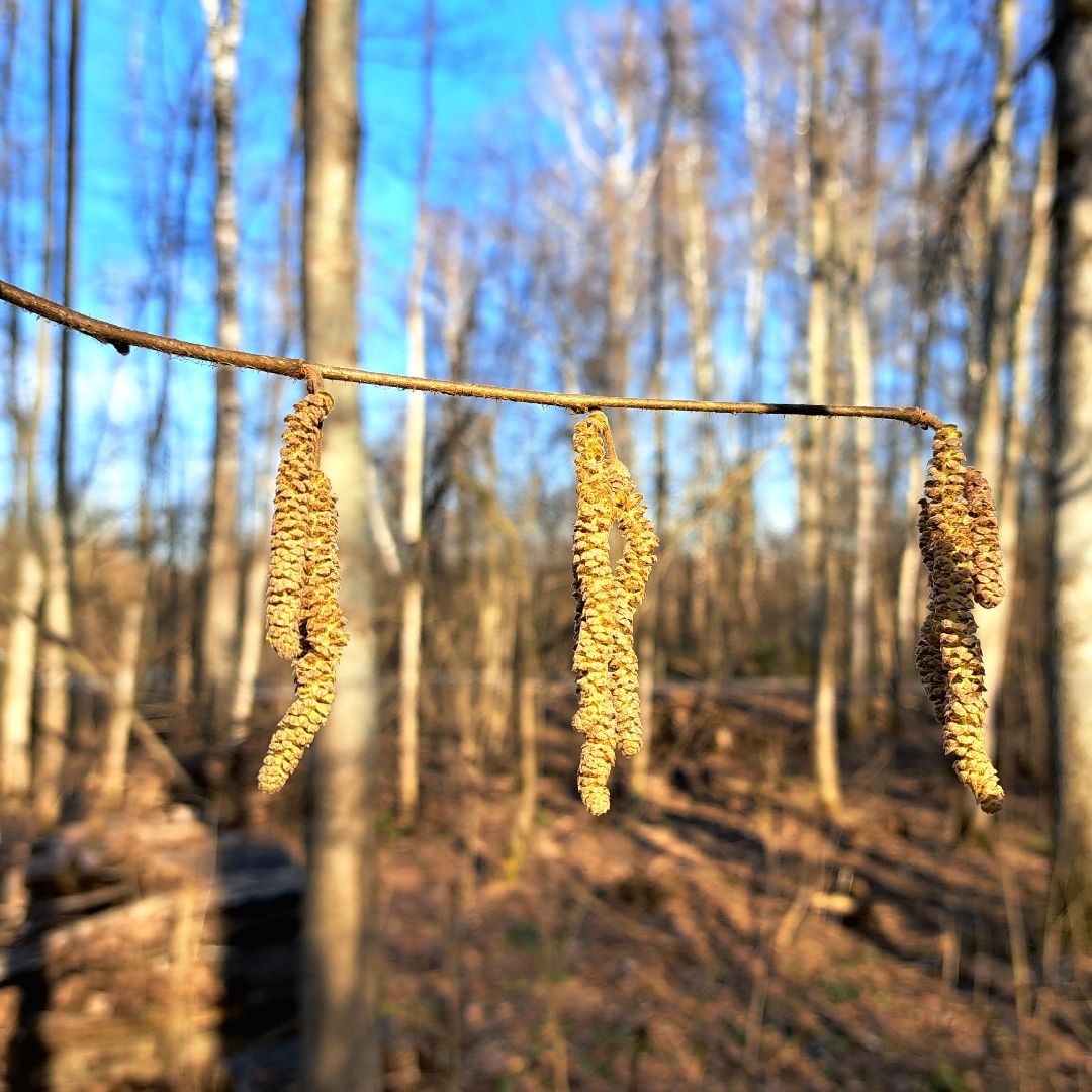 Березовый сок, Лес, Природа, Березы