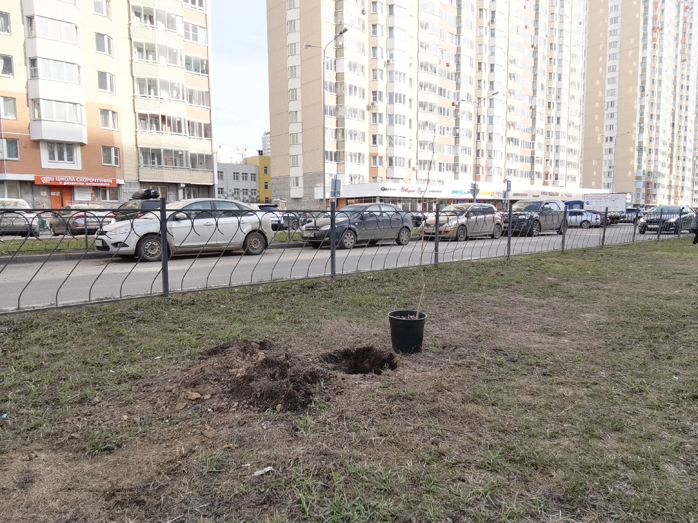 Балашиха, Великая Отечественная Война, гинкго билоба, саженцы гинкго билоба, микрорайон Авиаторов, микрорайон Железнодорожный, бульвар Нестерова, проспект Героев, Управление экологии и природопользования