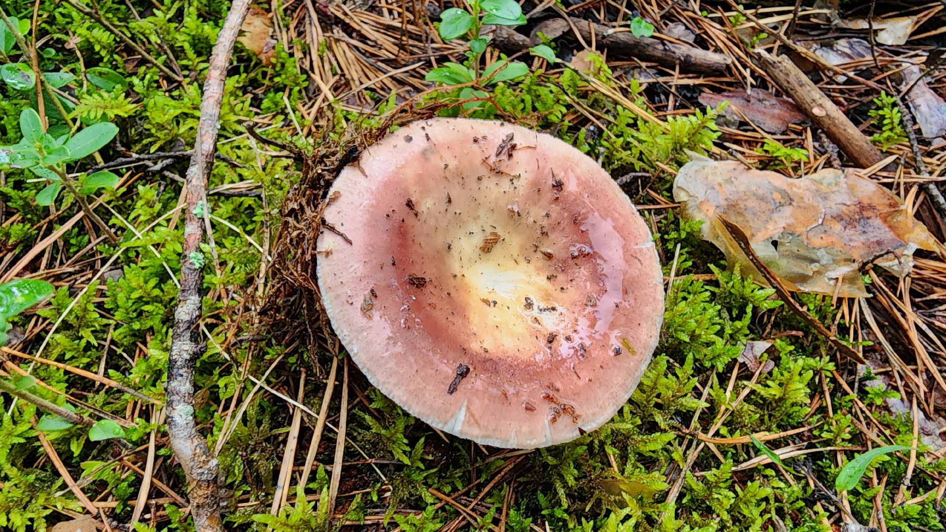 шатура, лес, грибы, грибы в лесу, сбор грибов, культурная шатура, моспожспас,