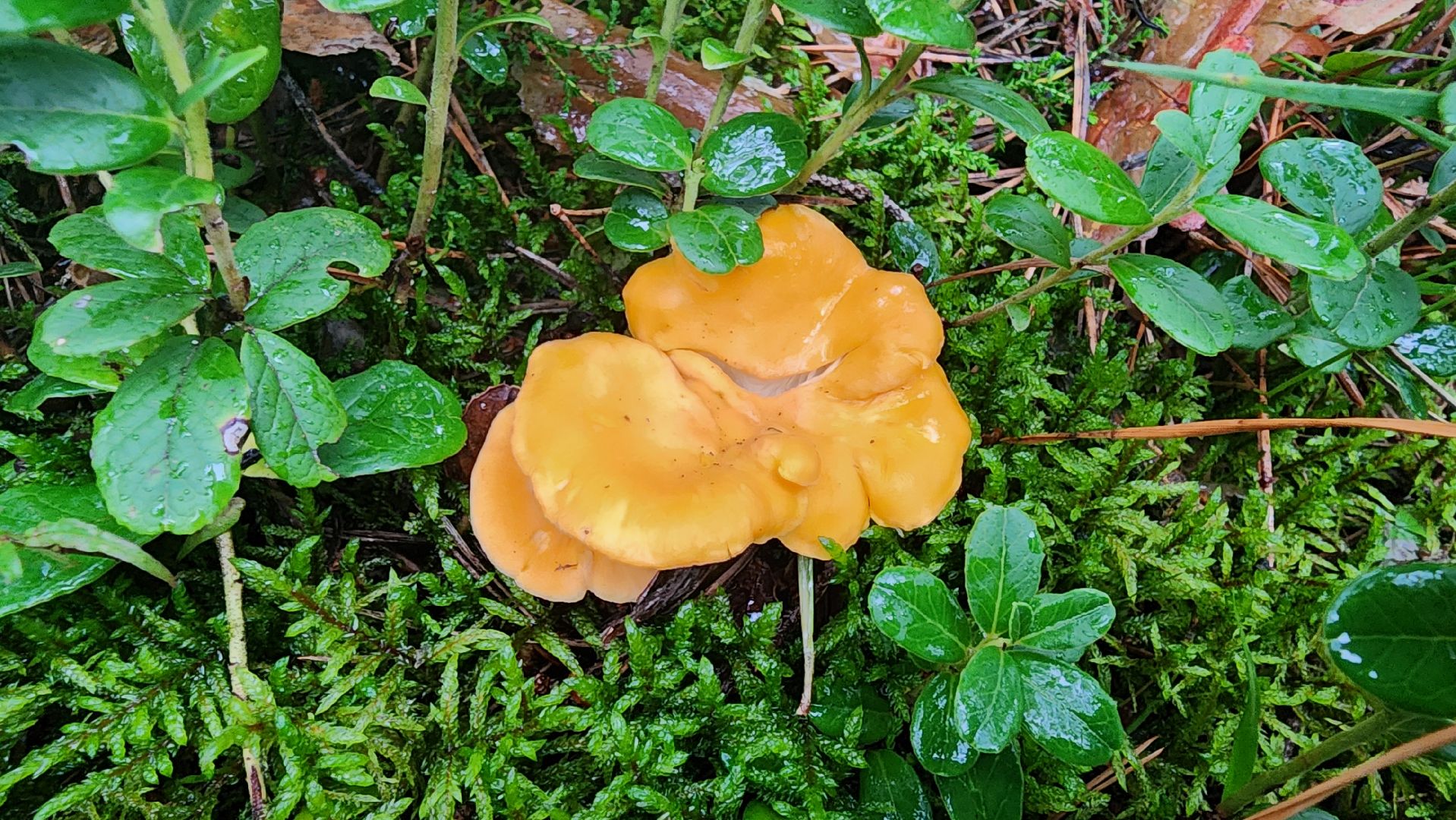 шатура, лес, грибы, грибы в лесу, сбор грибов, культурная шатура, моспожспас,