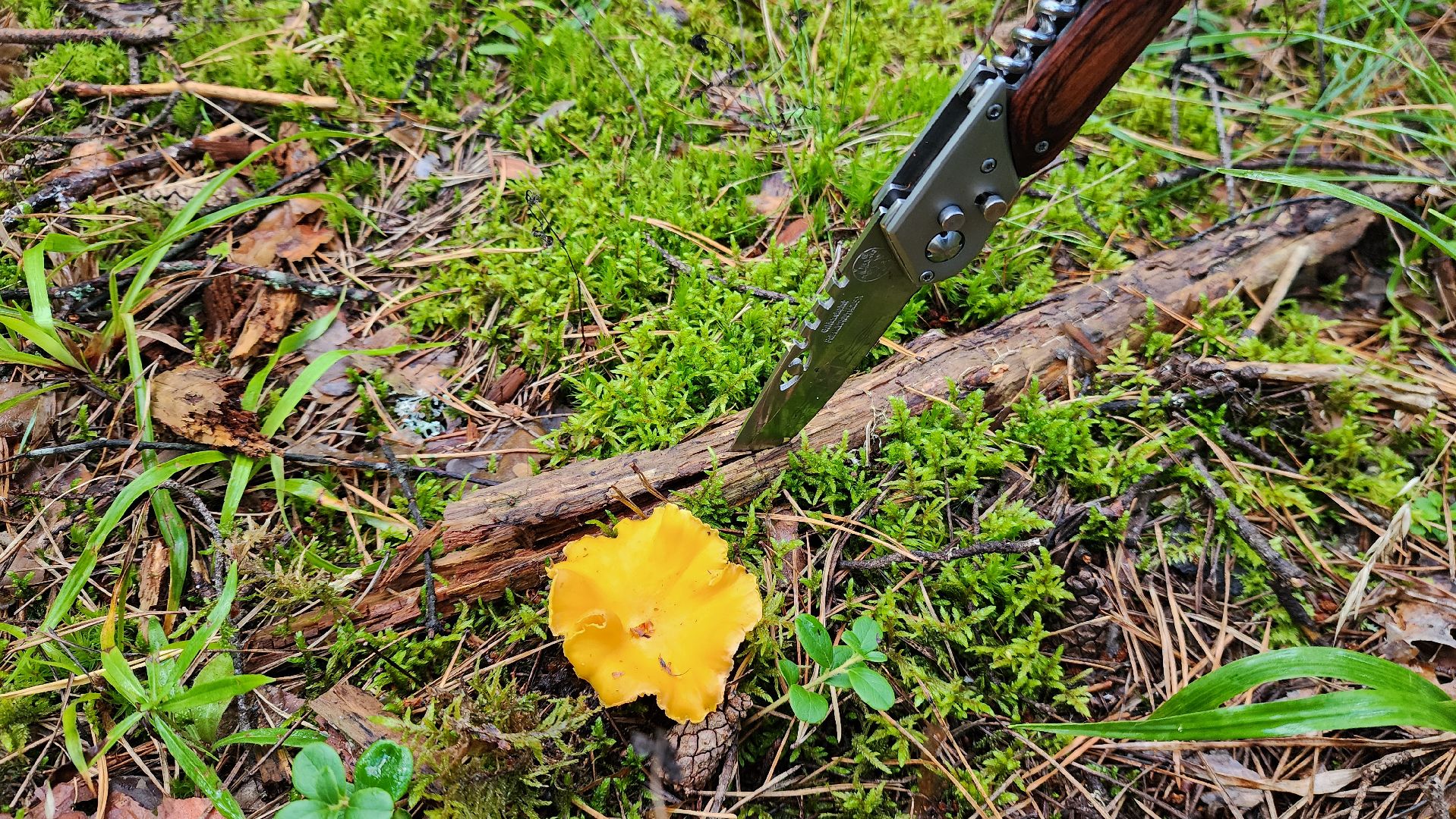 шатура, лес, грибы, грибы в лесу, сбор грибов, культурная шатура, моспожспас,