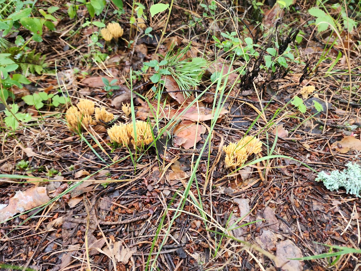 шатура, лес, грибы, грибы в лесу, сбор грибов, культурная шатура, моспожспас,