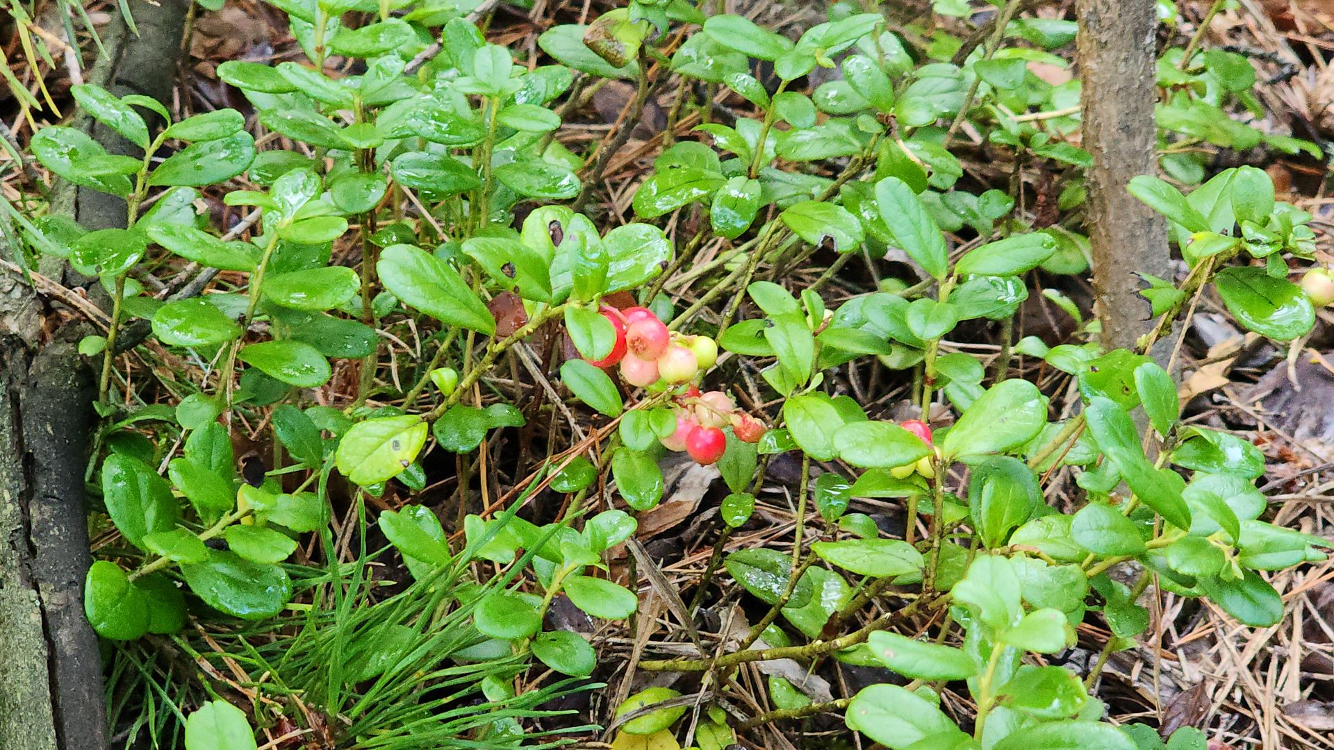 шатура, лес, грибы, грибы в лесу, сбор грибов, культурная шатура, моспожспас,