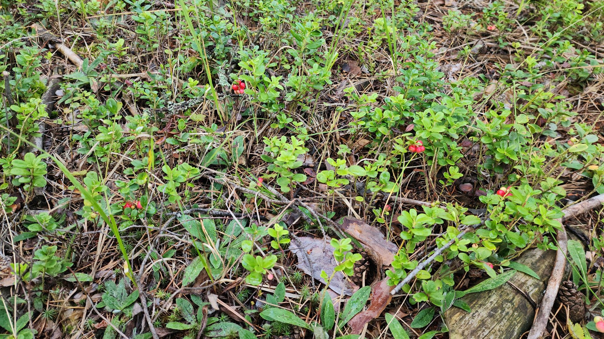 шатура, лес, грибы, грибы в лесу, сбор грибов, культурная шатура, моспожспас,