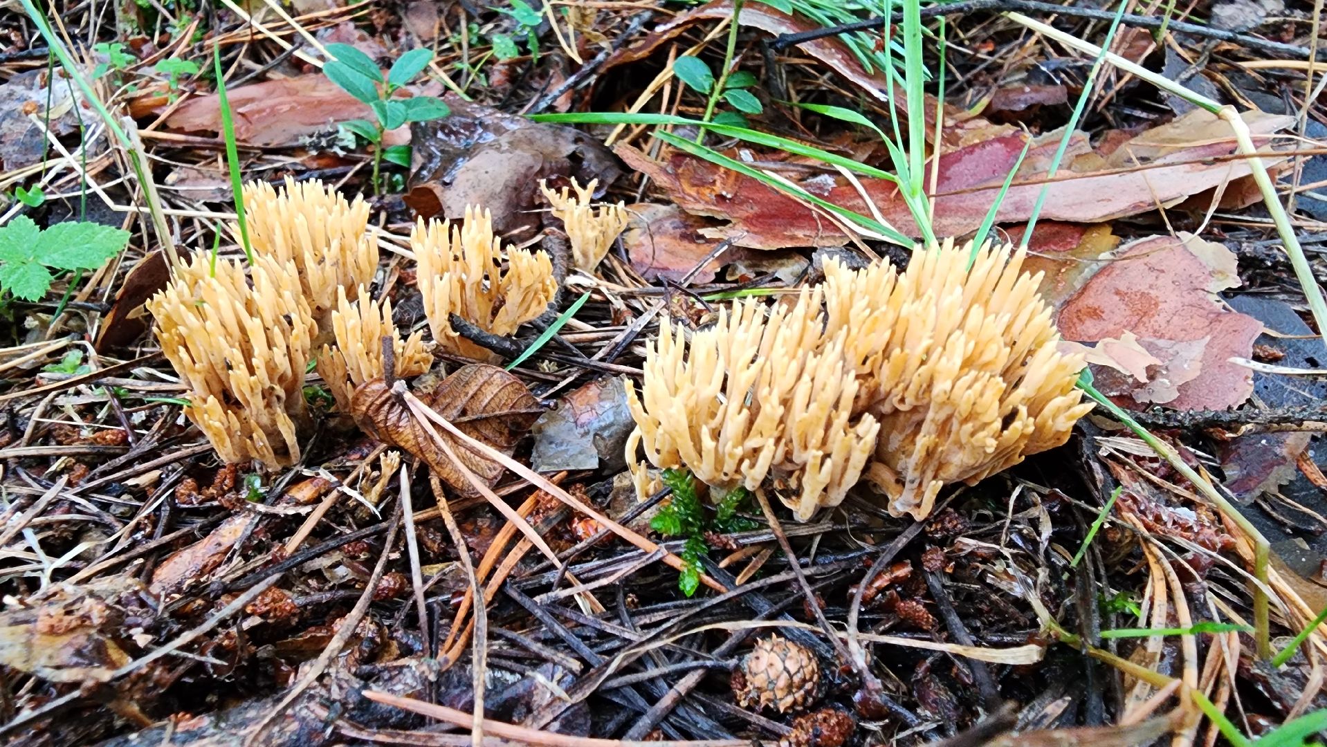 шатура, лес, грибы, грибы в лесу, сбор грибов, культурная шатура, моспожспас,