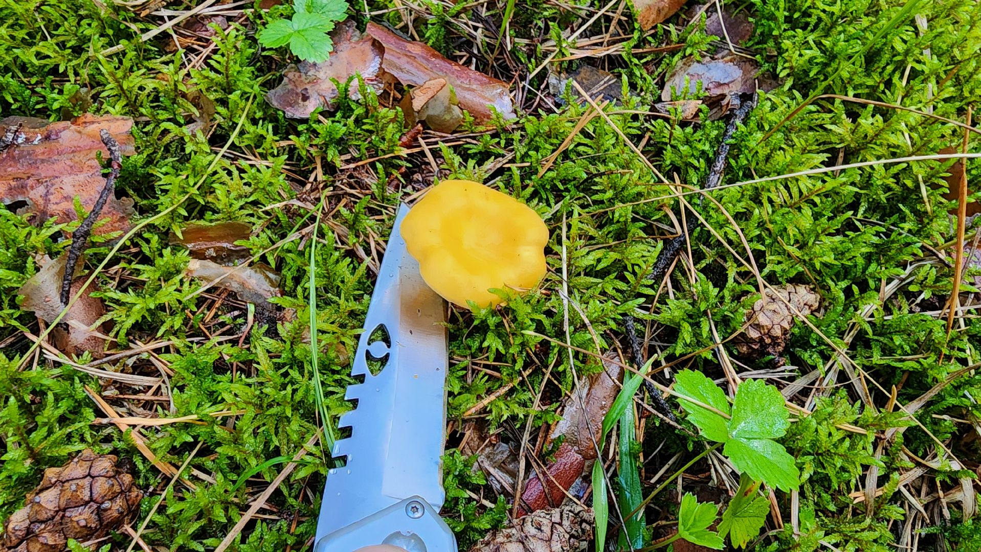 шатура, лес, грибы, грибы в лесу, сбор грибов, культурная шатура, моспожспас,