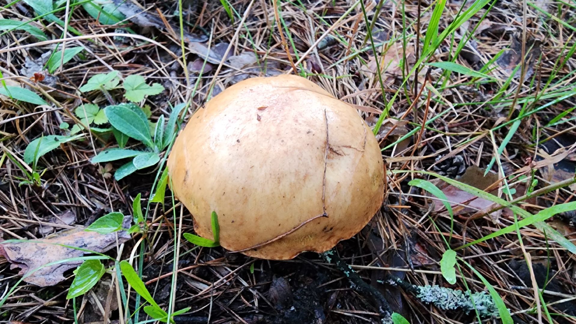 шатура, лес, грибы, грибы в лесу, сбор грибов, культурная шатура, моспожспас,