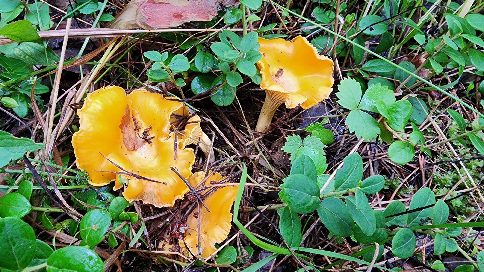 шатура, лес, грибы, грибы в лесу, сбор грибов, культурная шатура, моспожспас,