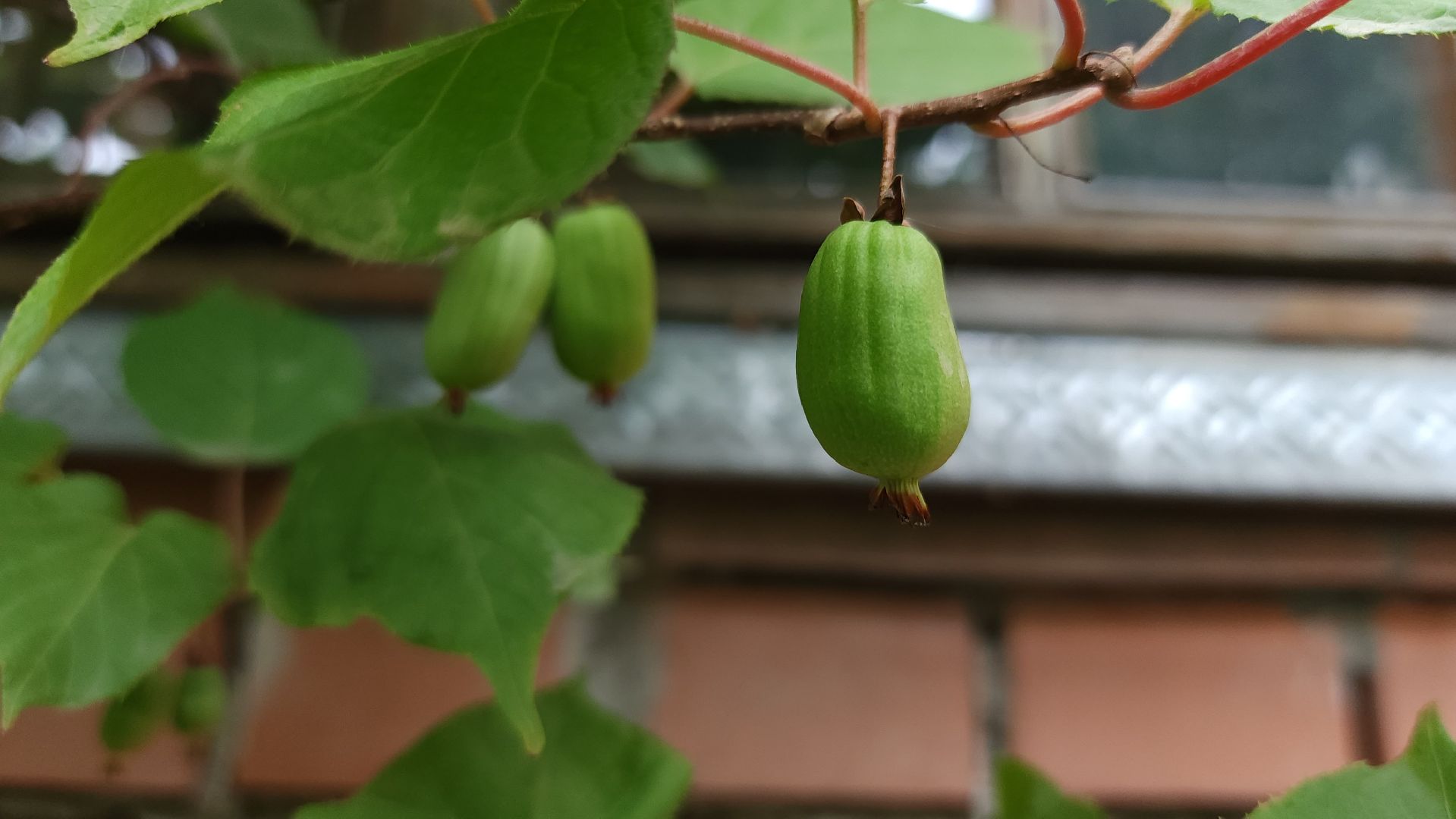 садоводство, актинидия, огородничество, Старая Купавна, Богородский городской округ,