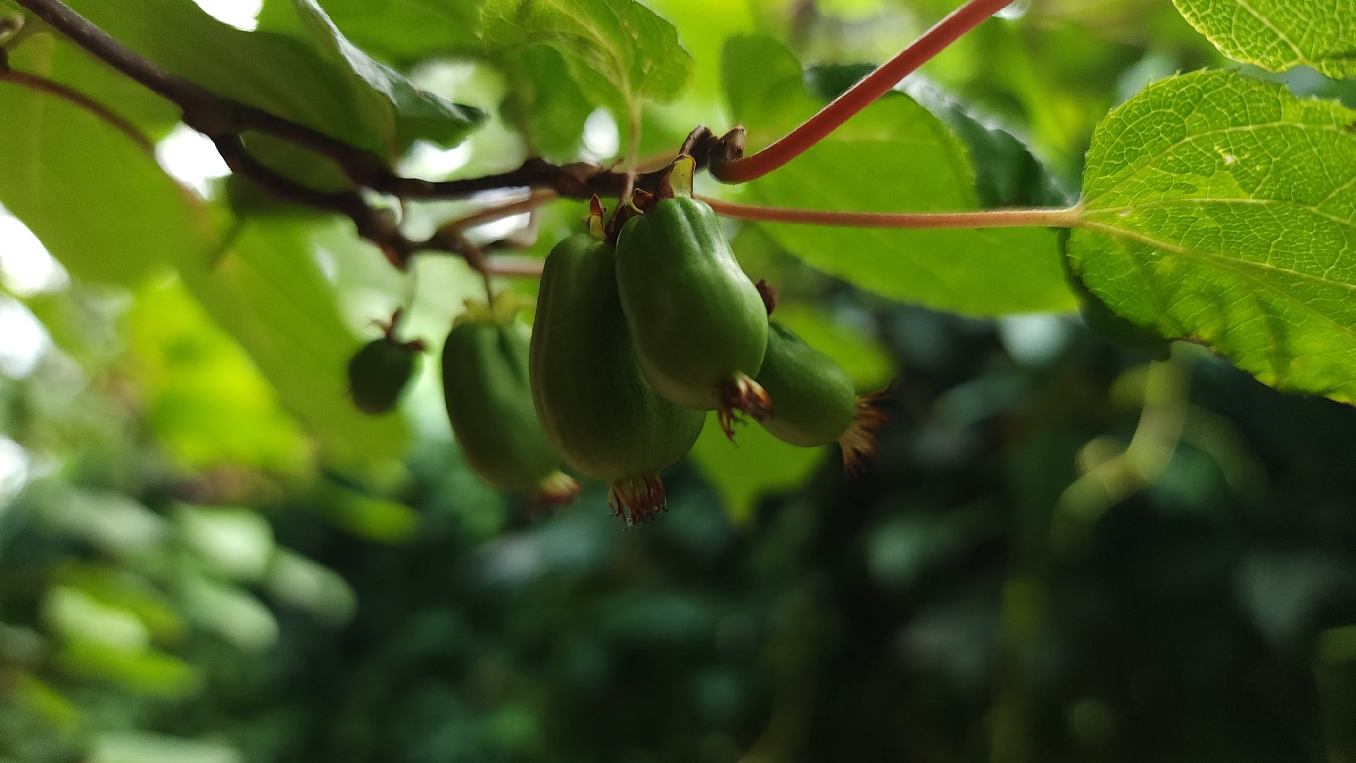 садоводство, актинидия, огородничество, Старая Купавна, Богородский городской округ,