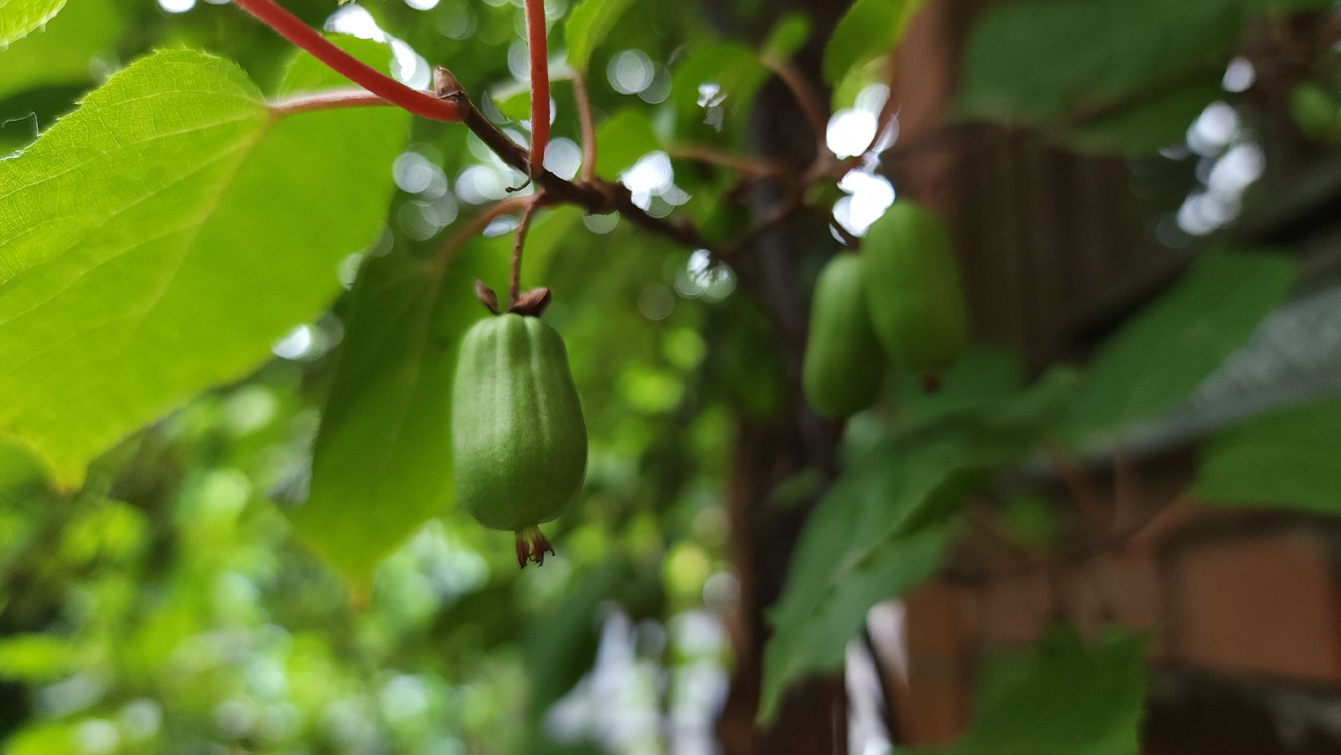 садоводство, актинидия, огородничество, Старая Купавна, Богородский городской округ,