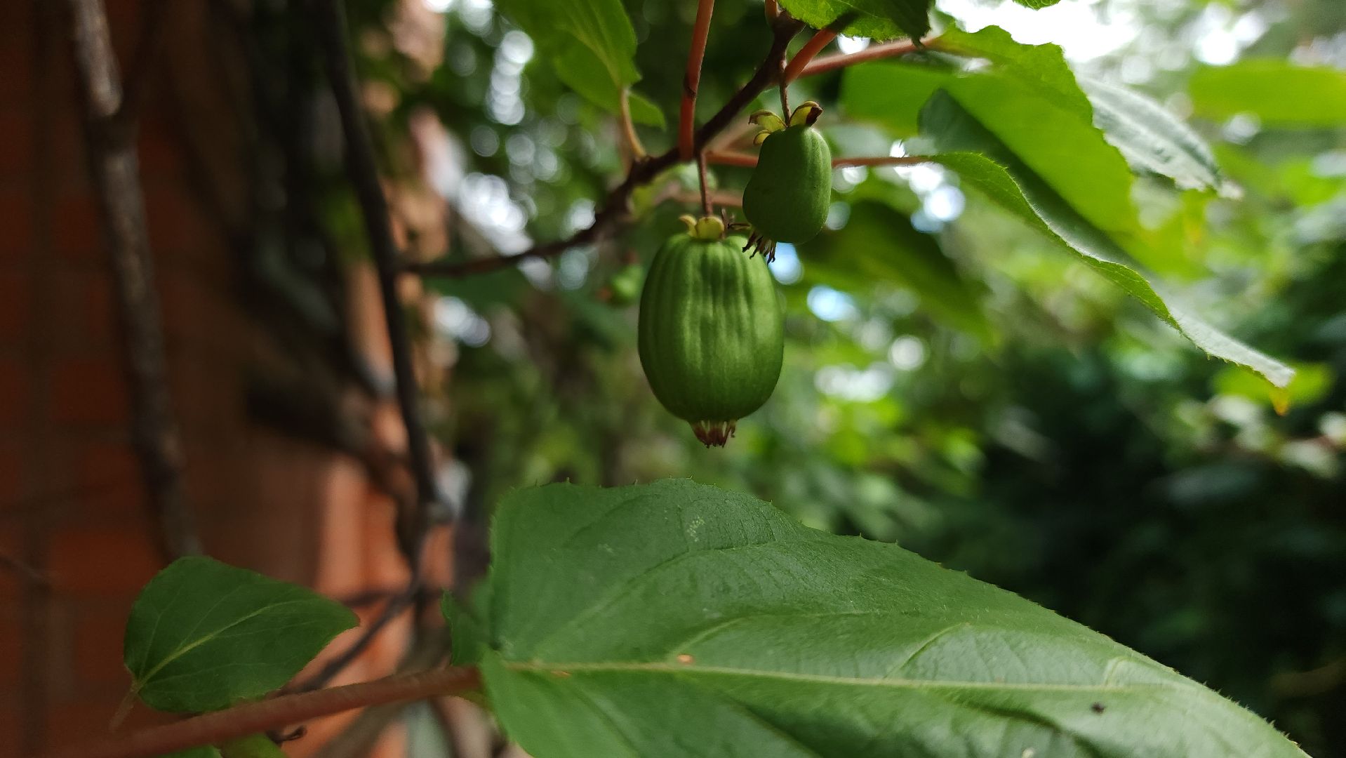 садоводство, актинидия, огородничество, Старая Купавна, Богородский городской округ,