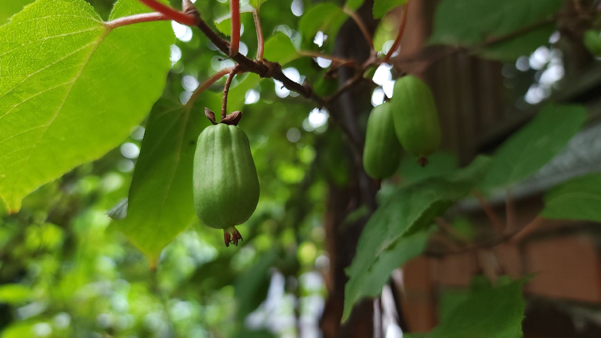 садоводство, актинидия, огородничество, Старая Купавна, Богородский городской округ,