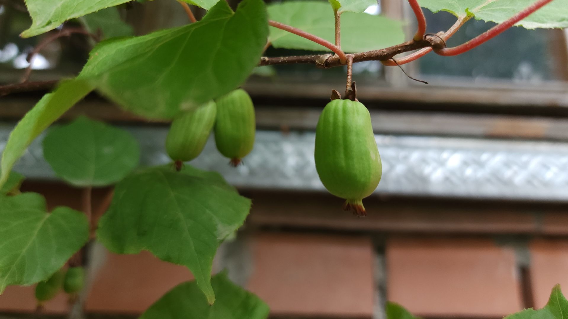 садоводство, актинидия, огородничество, Старая Купавна, Богородский городской округ,