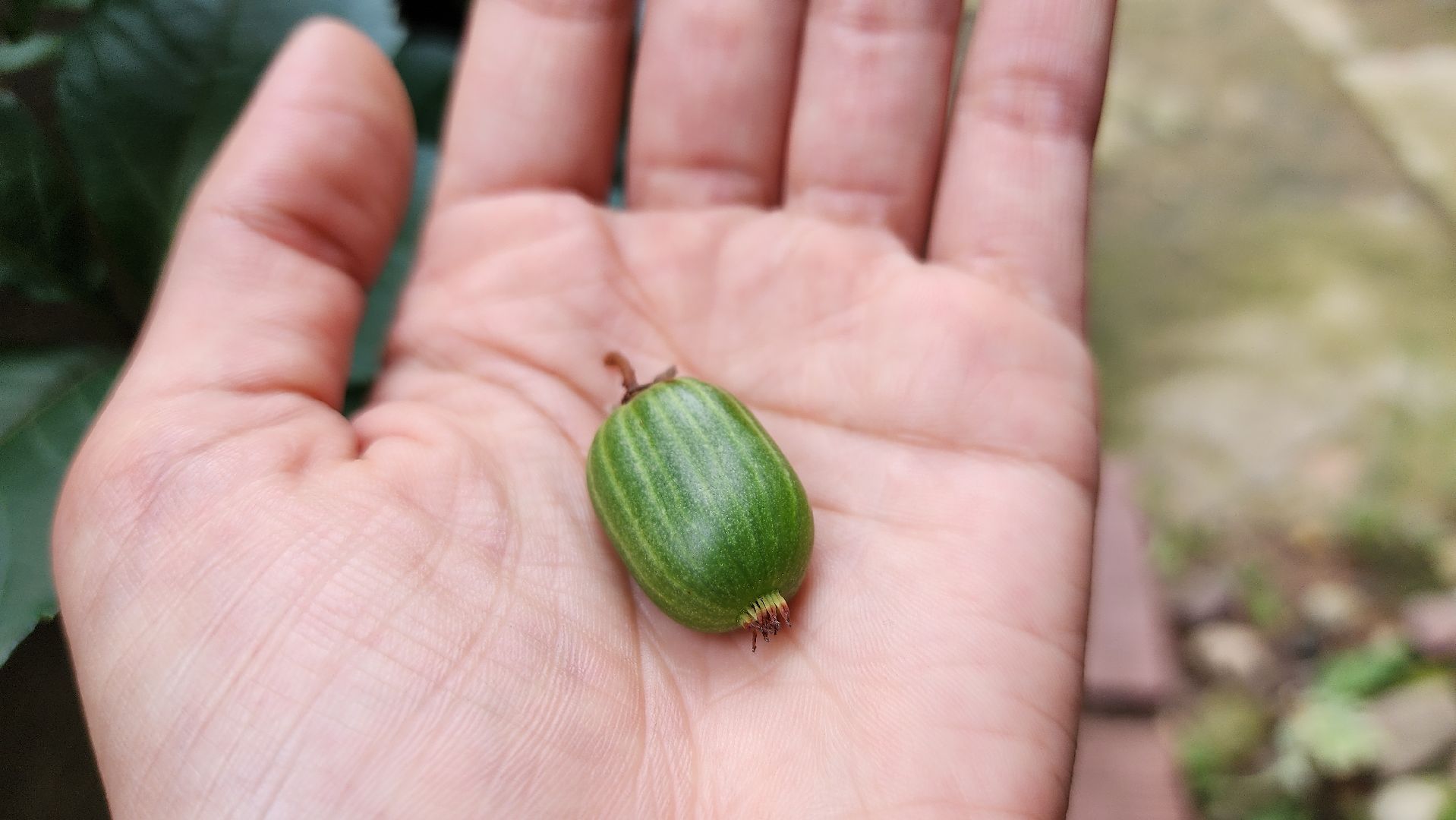 садоводство, актинидия, огородничество, Старая Купавна, Богородский городской округ,