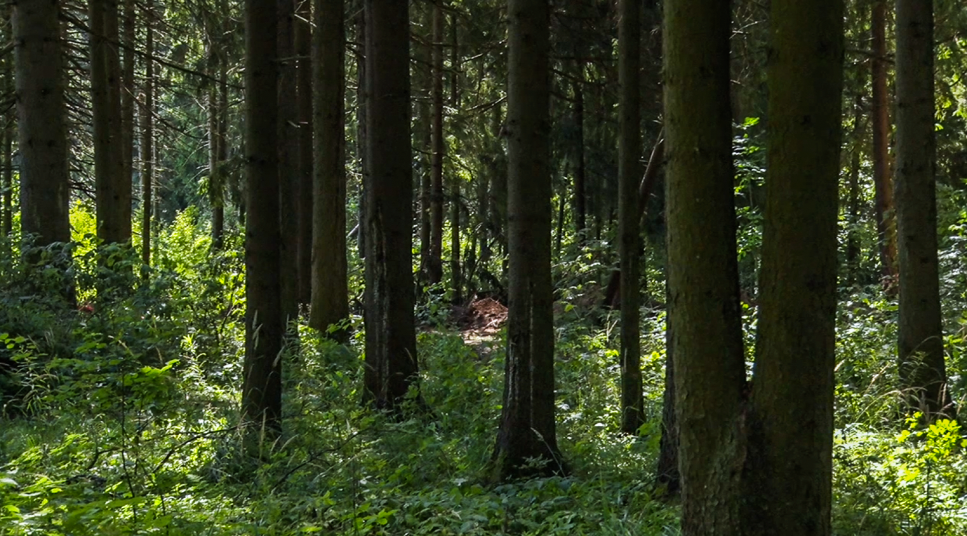 Клин, общество, пожары, лес,