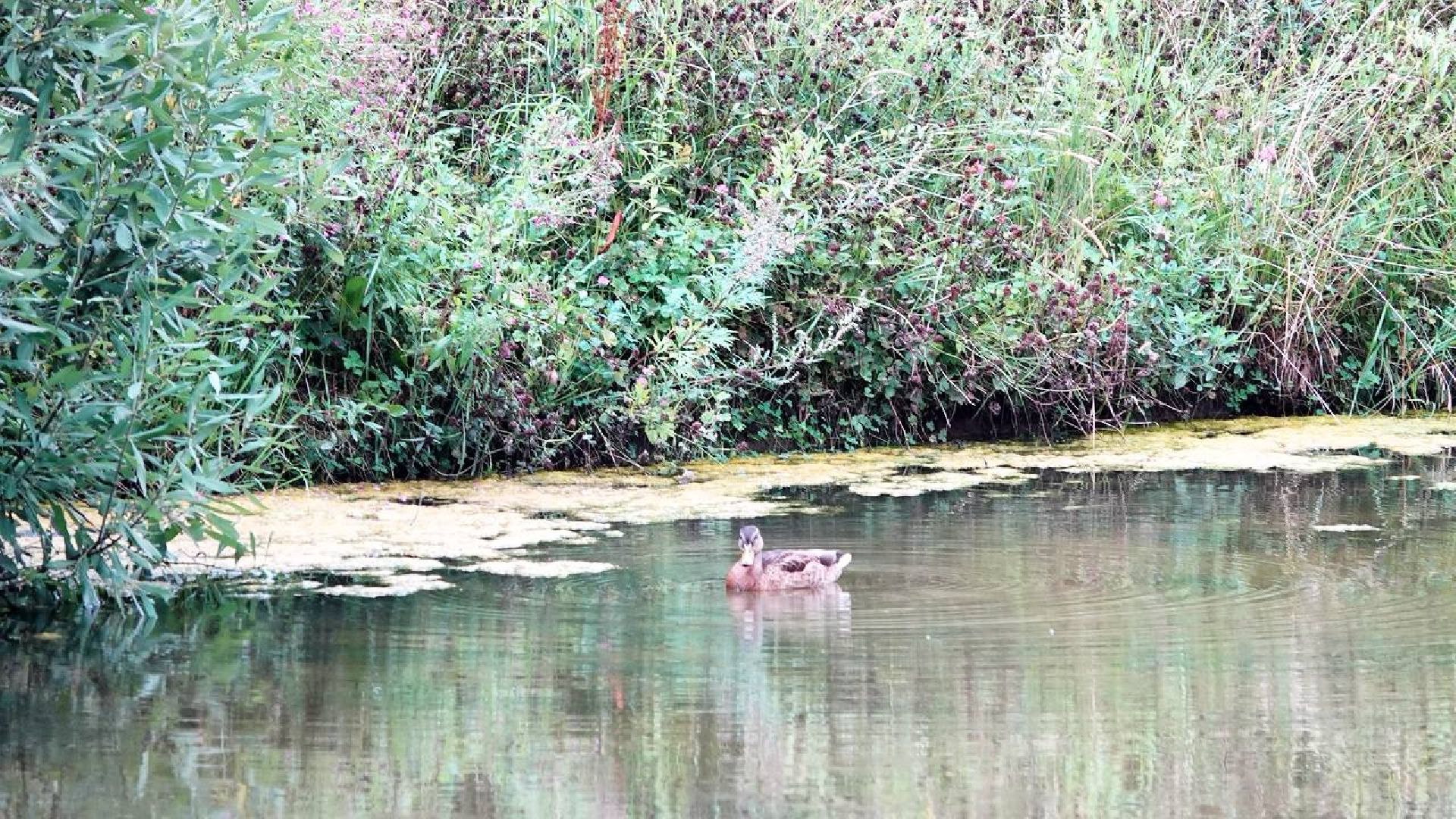 Экология, Минэкологии МО, Очистка водоемов,