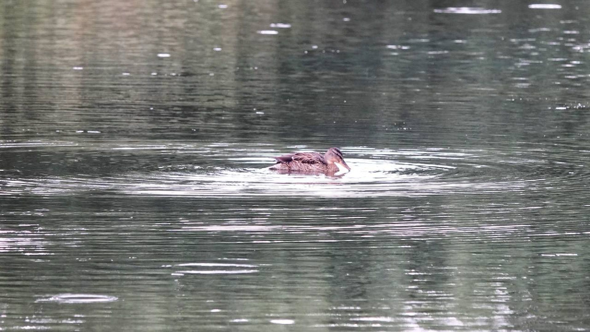 Экология, Минэкологии МО, Очистка водоемов,