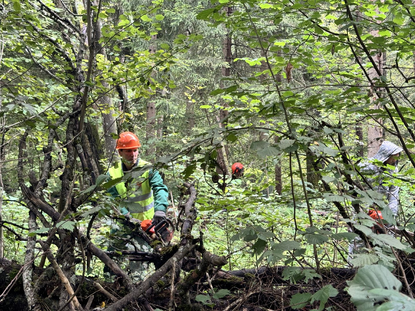 шаховская, лесничество, акция чистый лес, экологии, экологическая акция,