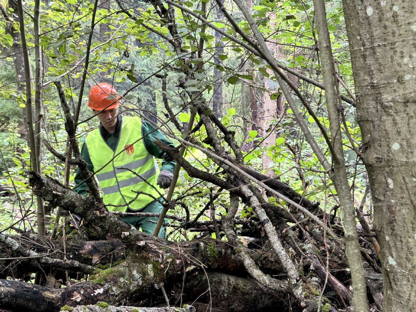 шаховская, лесничество, акция чистый лес, экологии, экологическая акция,