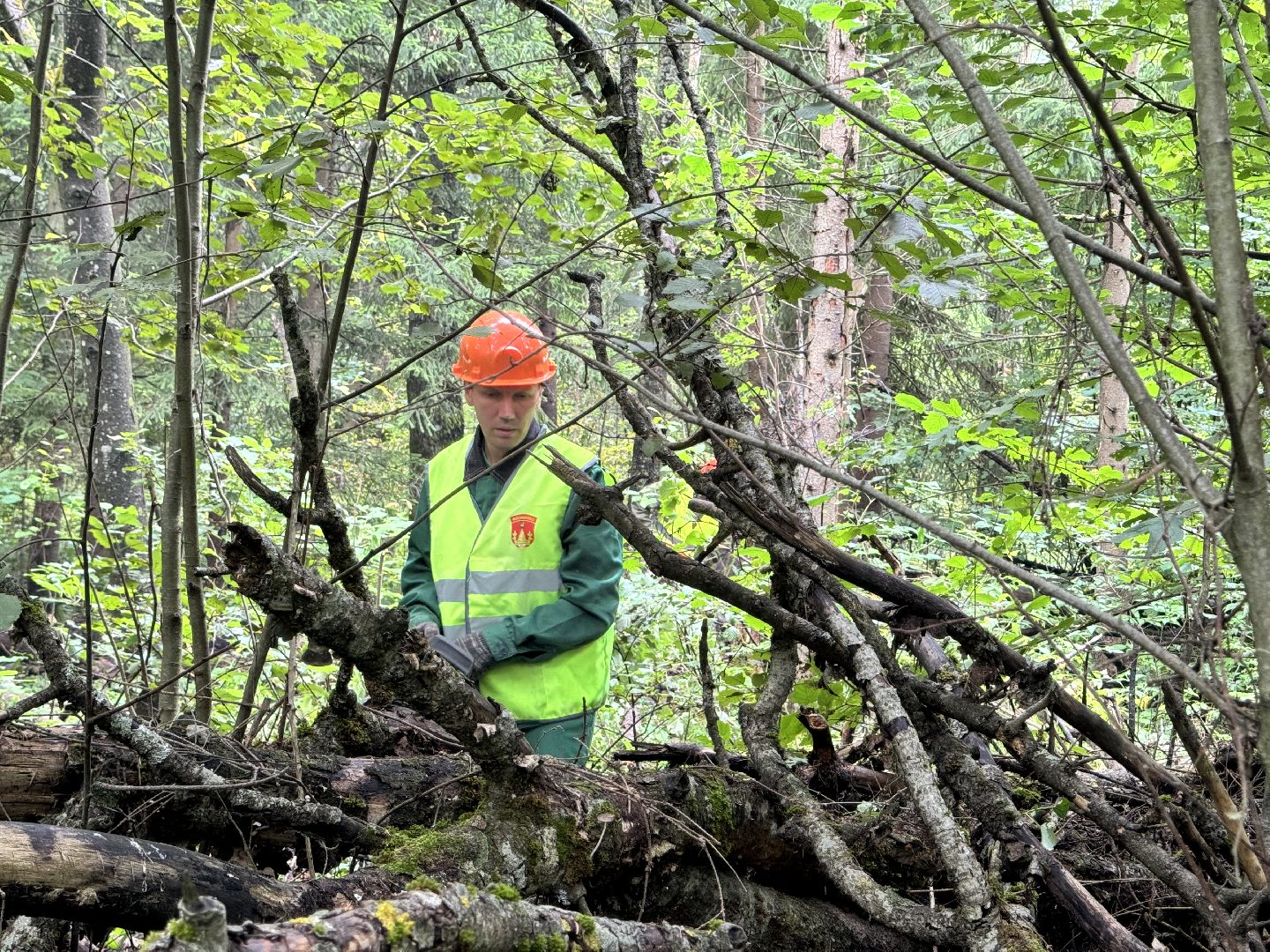 шаховская, лесничество, акция чистый лес, экологии, экологическая акция,