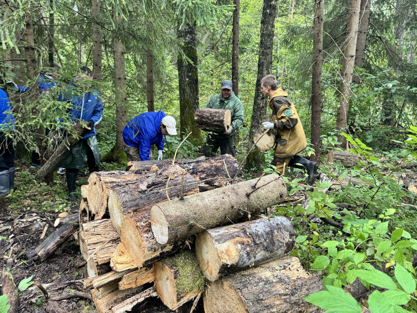 шаховская, лесничество, акция чистый лес, экологии, экологическая акция,