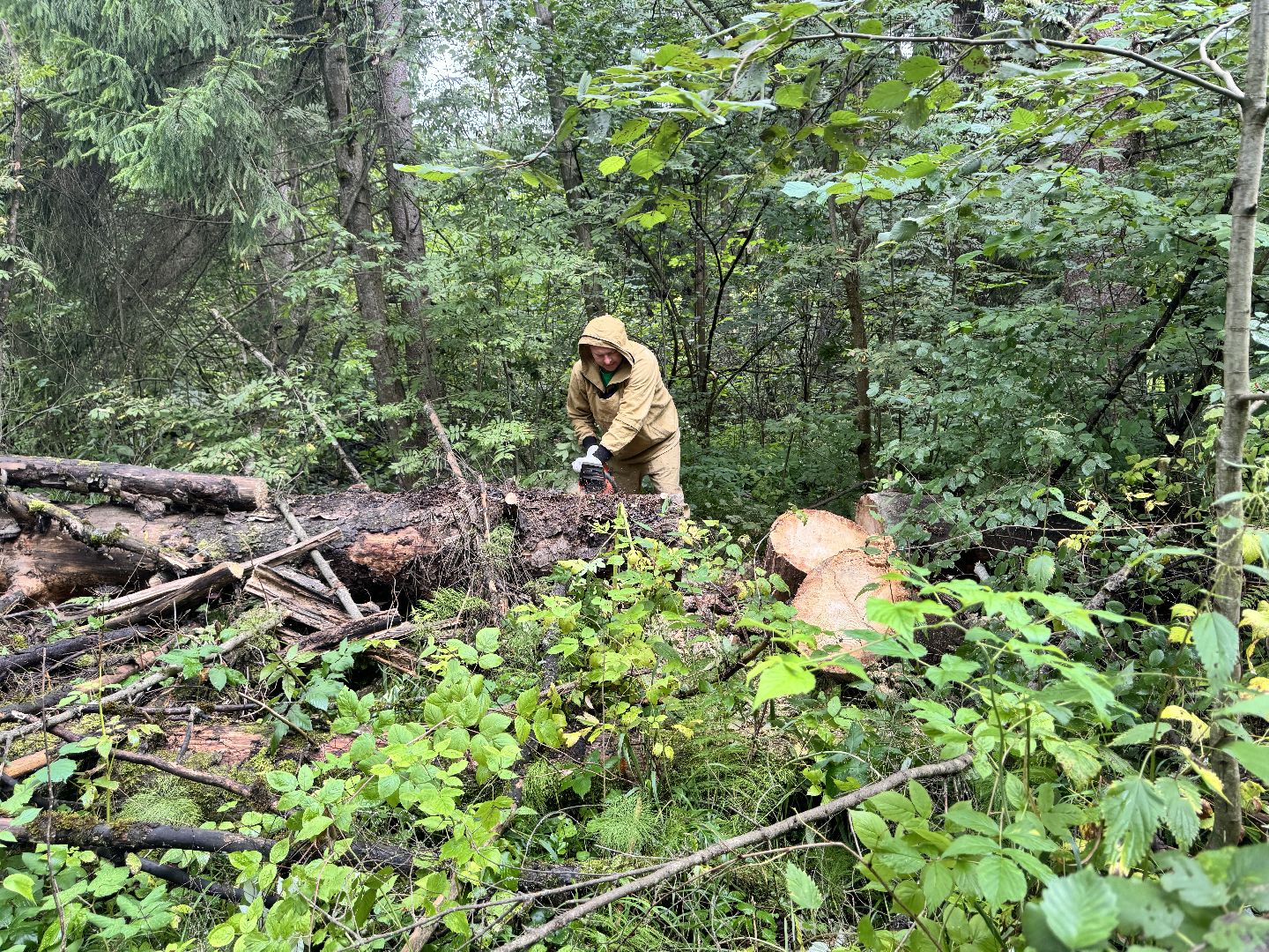 шаховская, лесничество, акция чистый лес, экологии, экологическая акция,