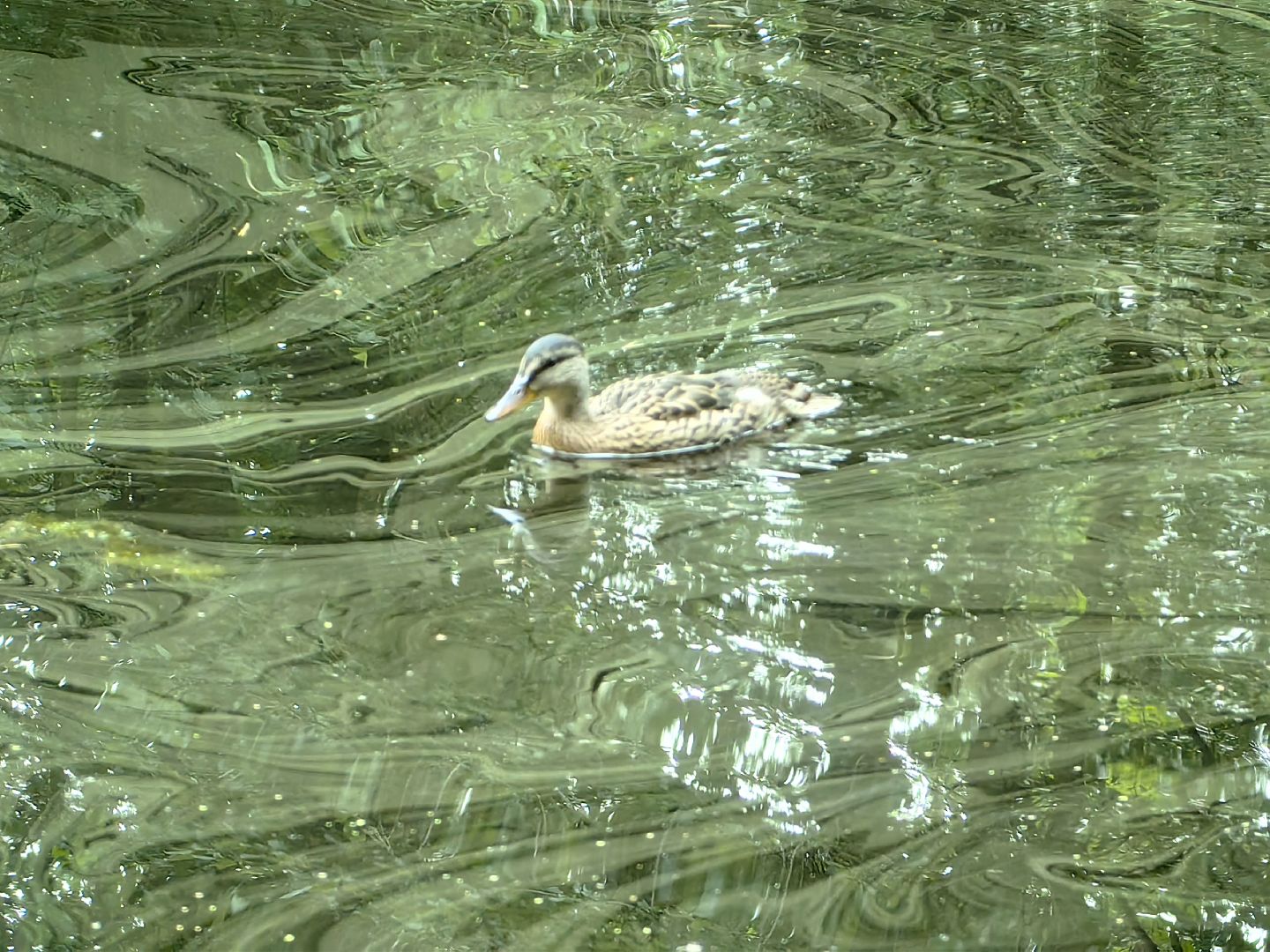 домик для уток, плавающий домик, пруд, потомство, щёлково,