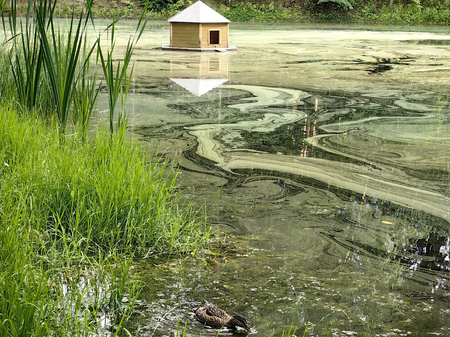 домик для уток, плавающий домик, пруд, потомство, щёлково,