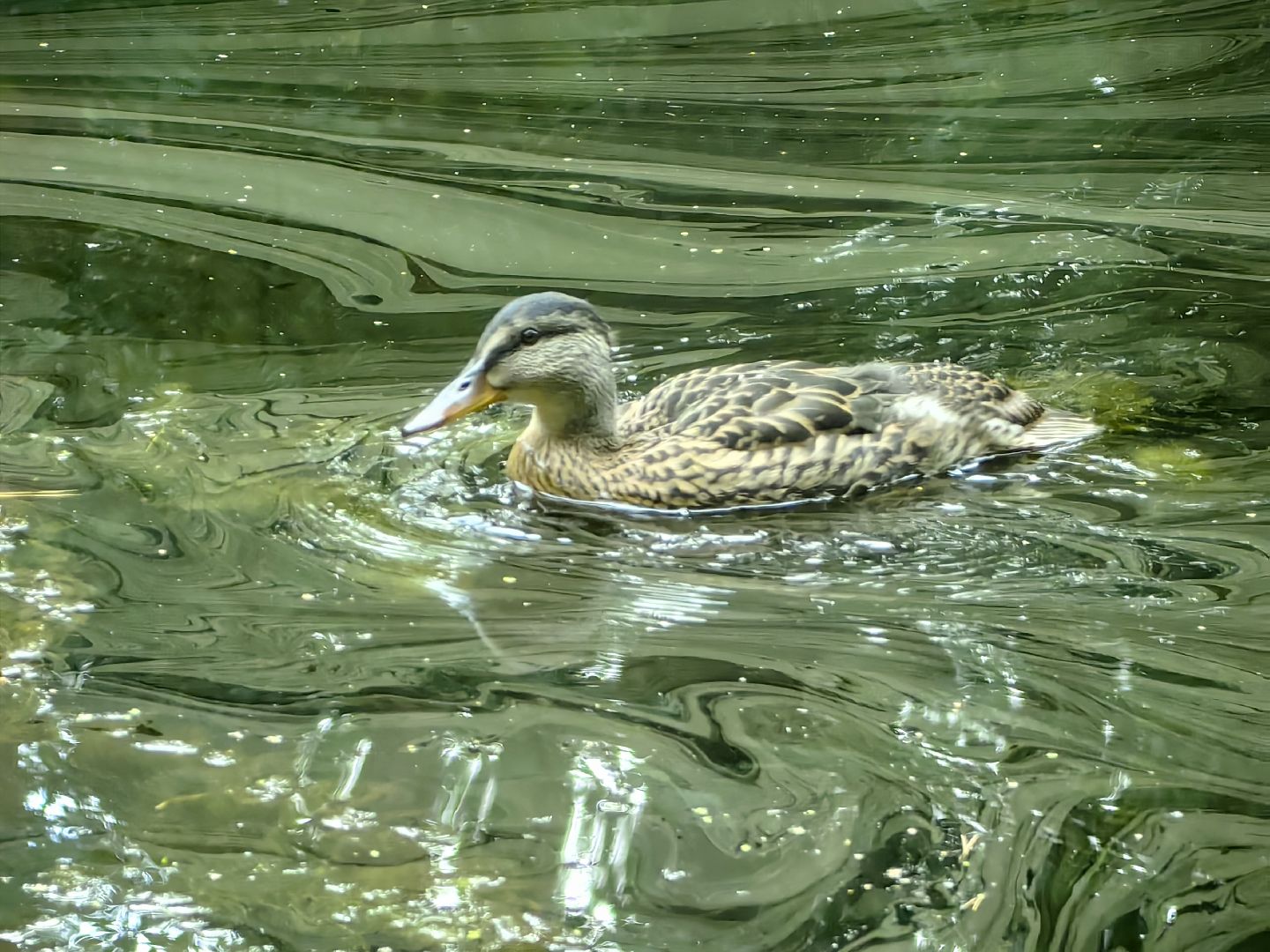 домик для уток, плавающий домик, пруд, потомство, щёлково,