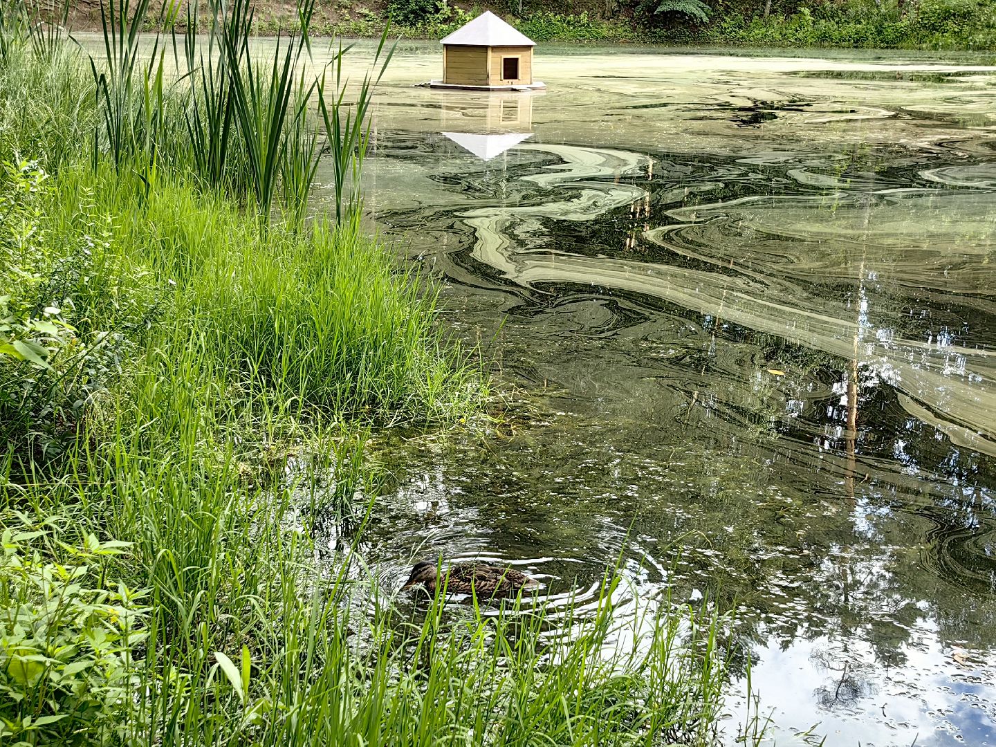 домик для уток, плавающий домик, пруд, потомство, щёлково,