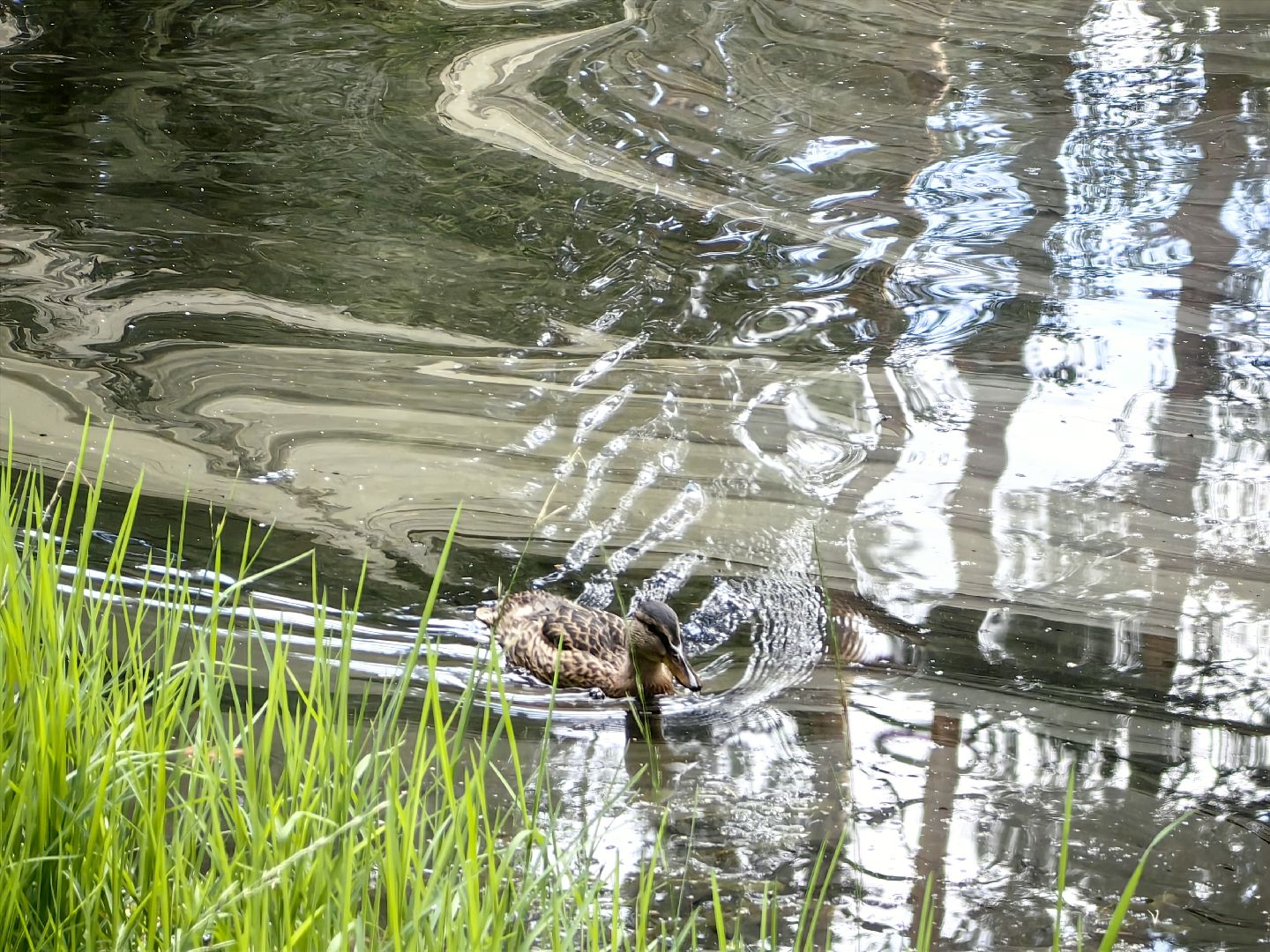 домик для уток, плавающий домик, пруд, потомство, щёлково,
