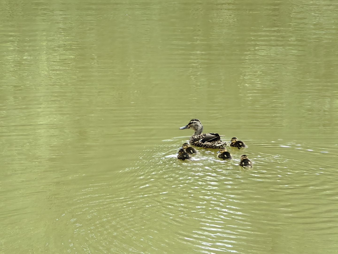 домик для уток, плавающий домик, пруд, потомство, щёлково,